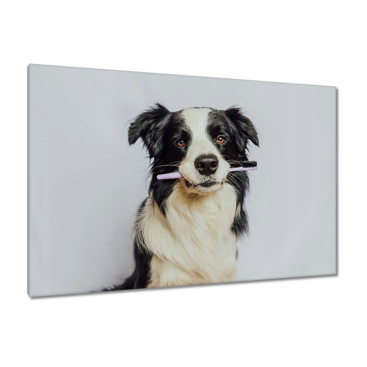 Obrazy 120x80 Kolie s kartáčkem
