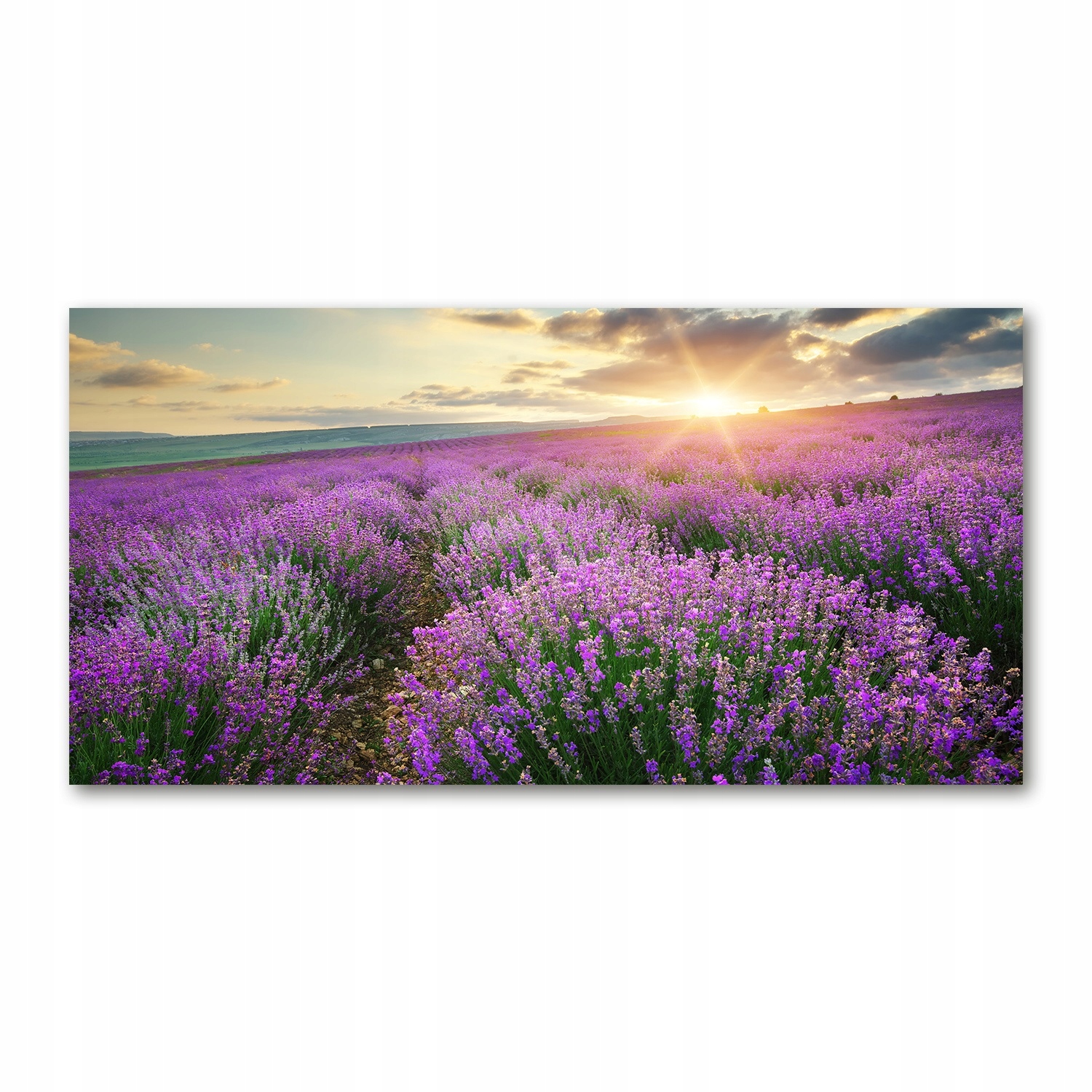 

Foto-obraz akrylowy Pole lawendy zdjęcie 140x70 cm