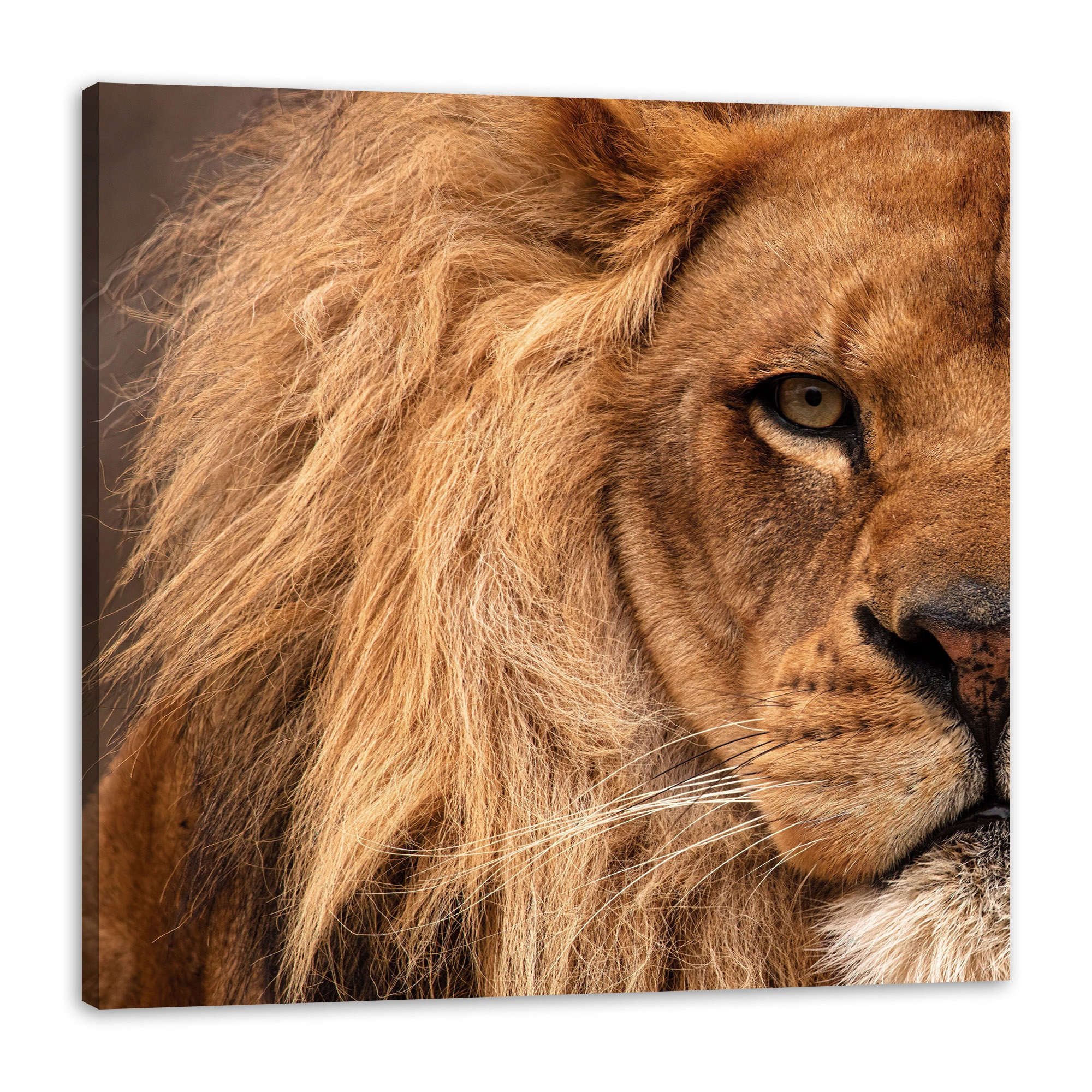 Obraz na plátně Tvář Hřívy a oka Lva Příroda 90x90 cm