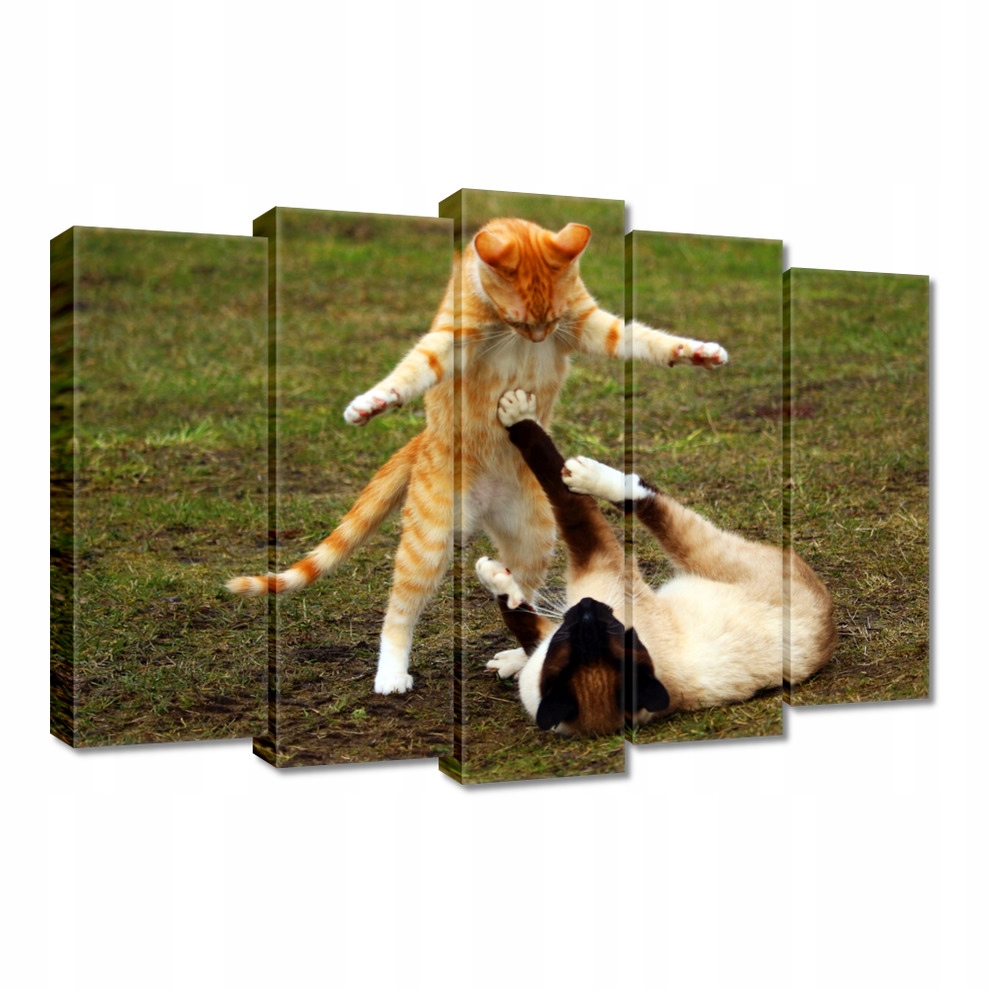 

Obrazy 70x50 Kot Kotek Kotki Koty