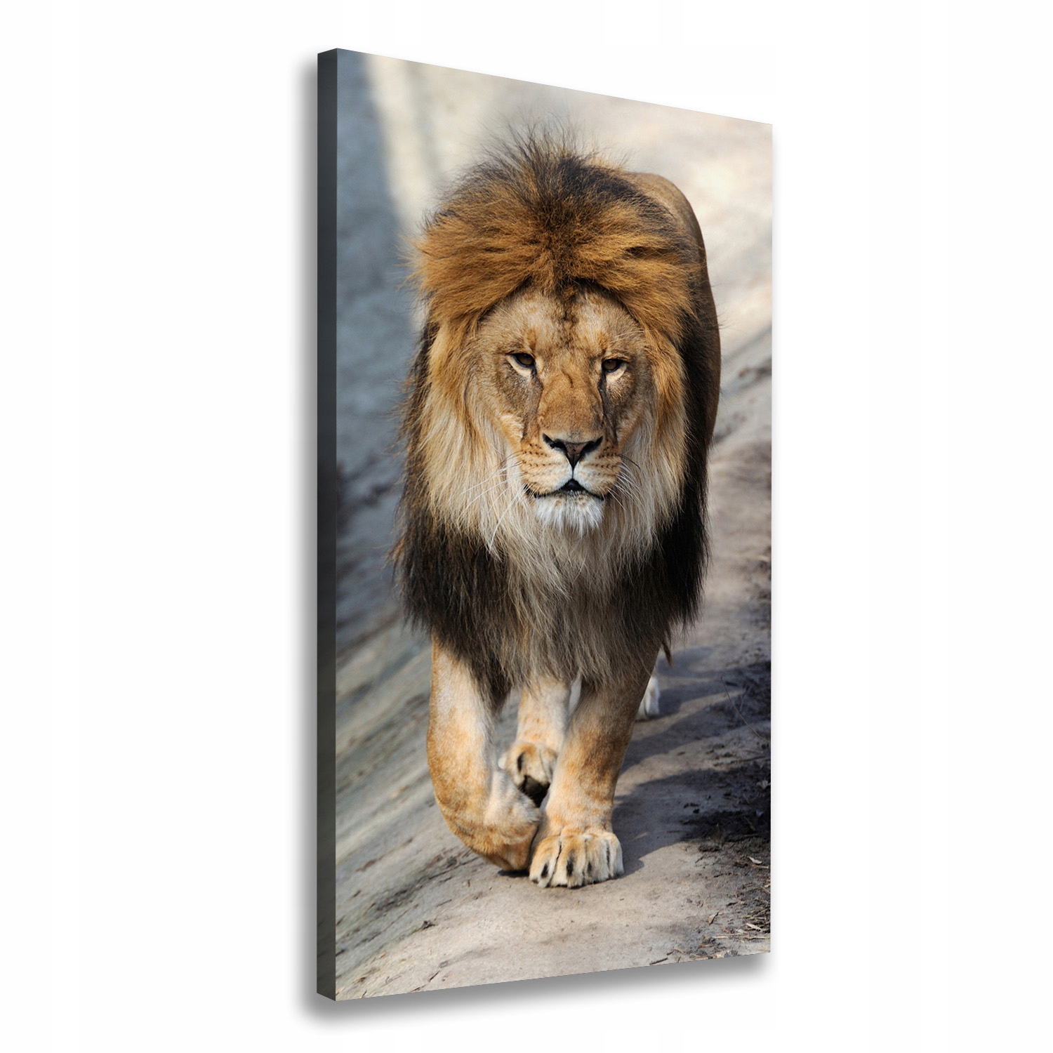 

Foto obraz canvas na ramie do salonu Lew 60x120 cm