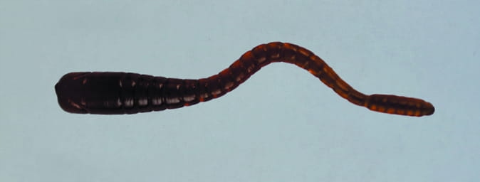 Przynęta Righetti Girino Killer 5,5cm Coca Cola Ghost 10szt Na Pstrągi