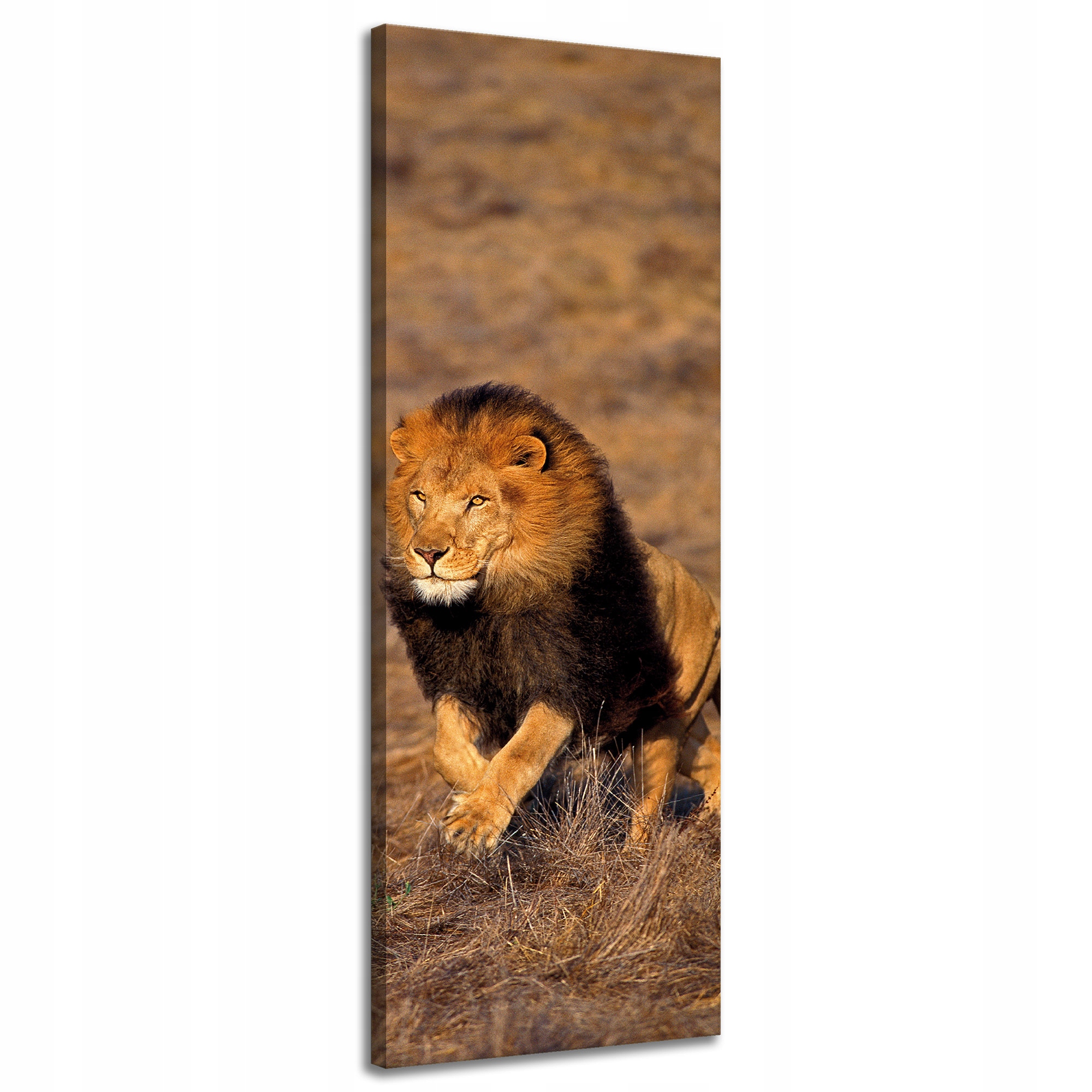 Obraz na plátně Běžící lev na Savaně Příroda 40x120 cm