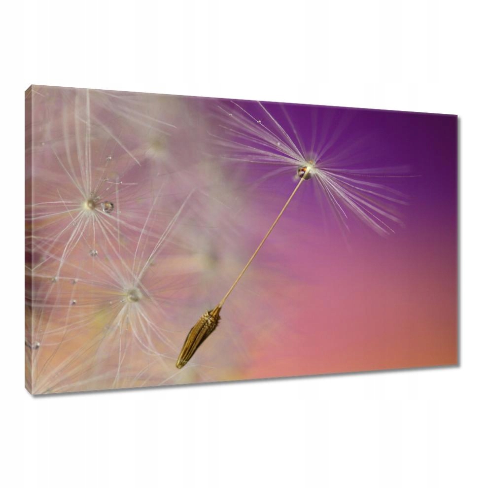 

Obrazy 90x60 Dmuchawiec Kwiat Kwiatki