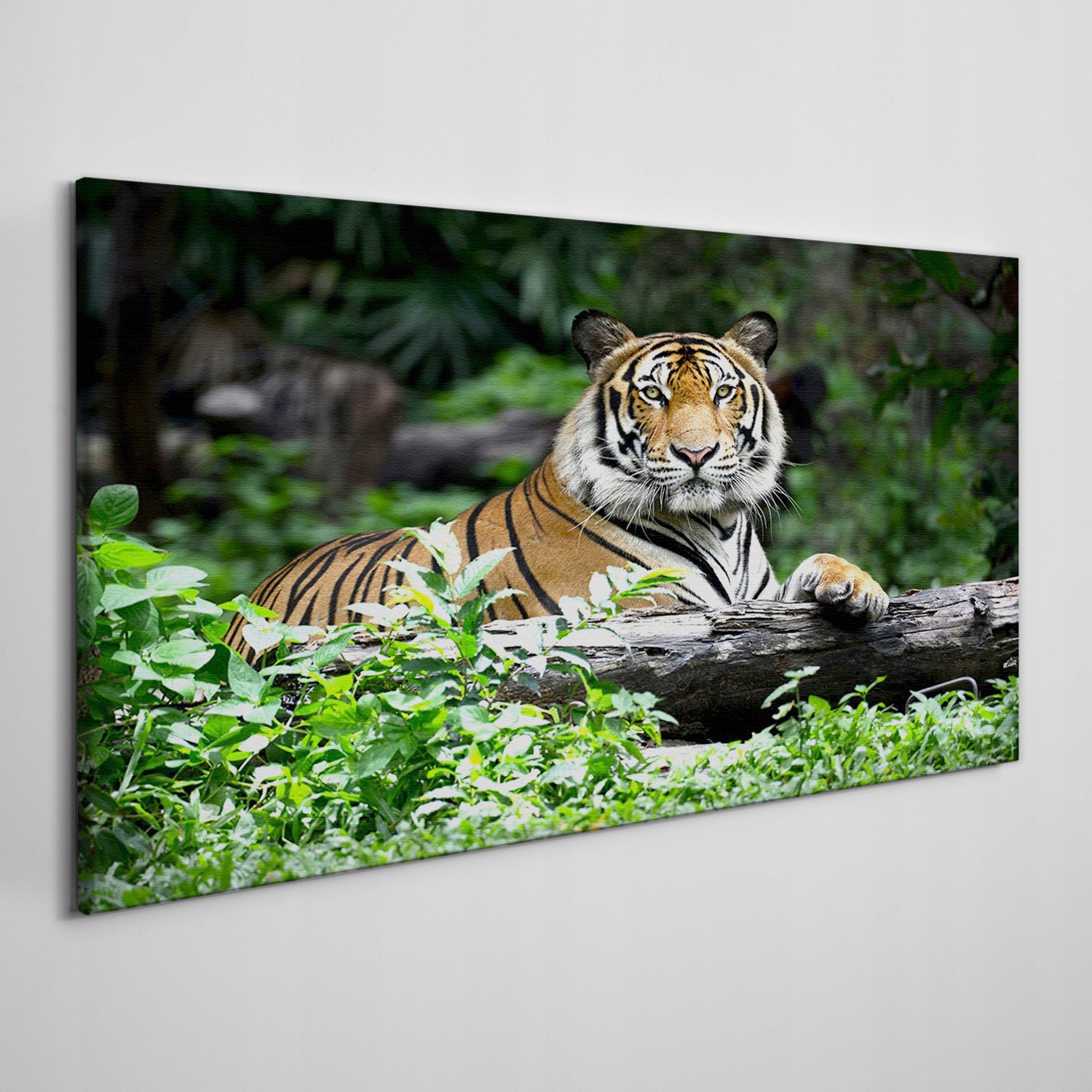 

Obraz na płótnie Las zwierzę kot tygrys 100x50 cm
