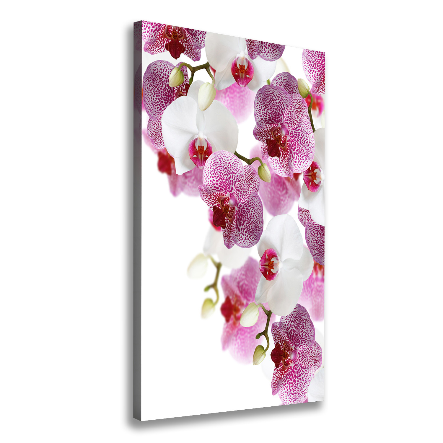 

Foto obraz na płótnie do salonu Orchidea 70x140 cm
