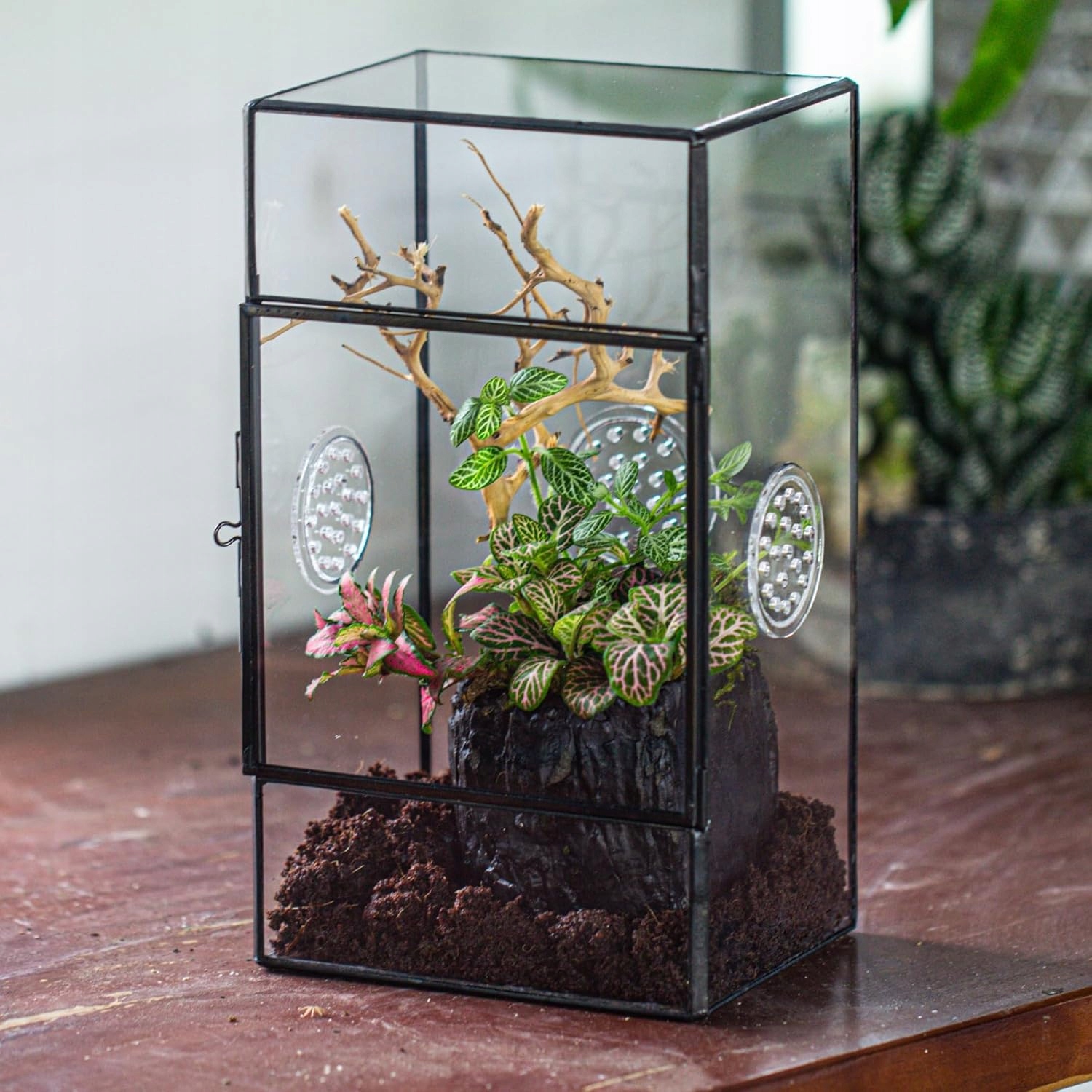 Terrarium 13 x 10 x 23 cm prostokątny, czarna, małe sukulenty,