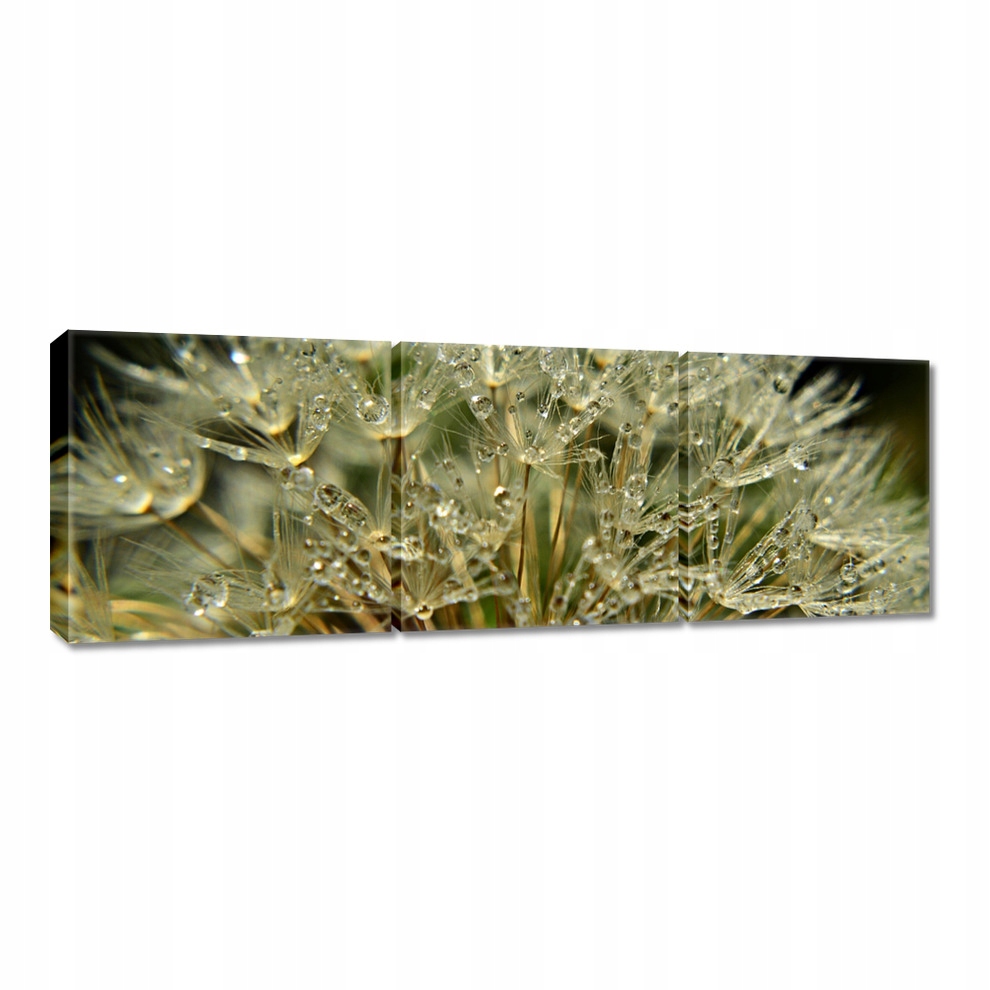 

Obrazy 60x20 Dmuchawiec Kwiat Kwiatki