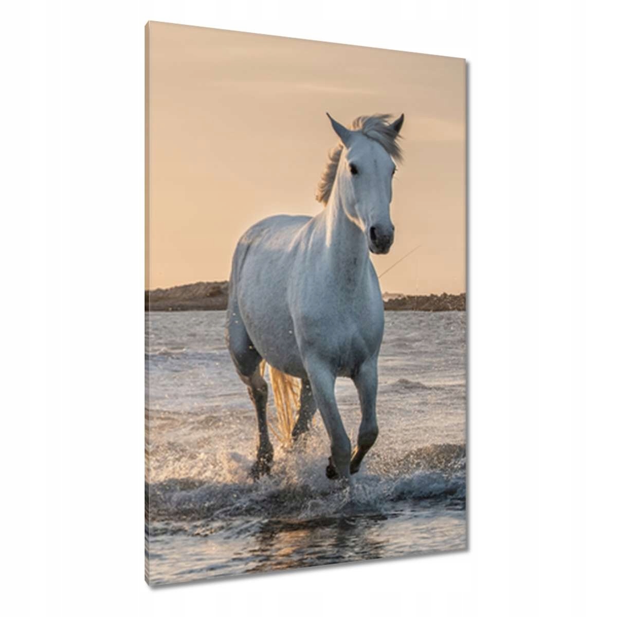 Obrazy 80x120 Divocí koně Wild Horses