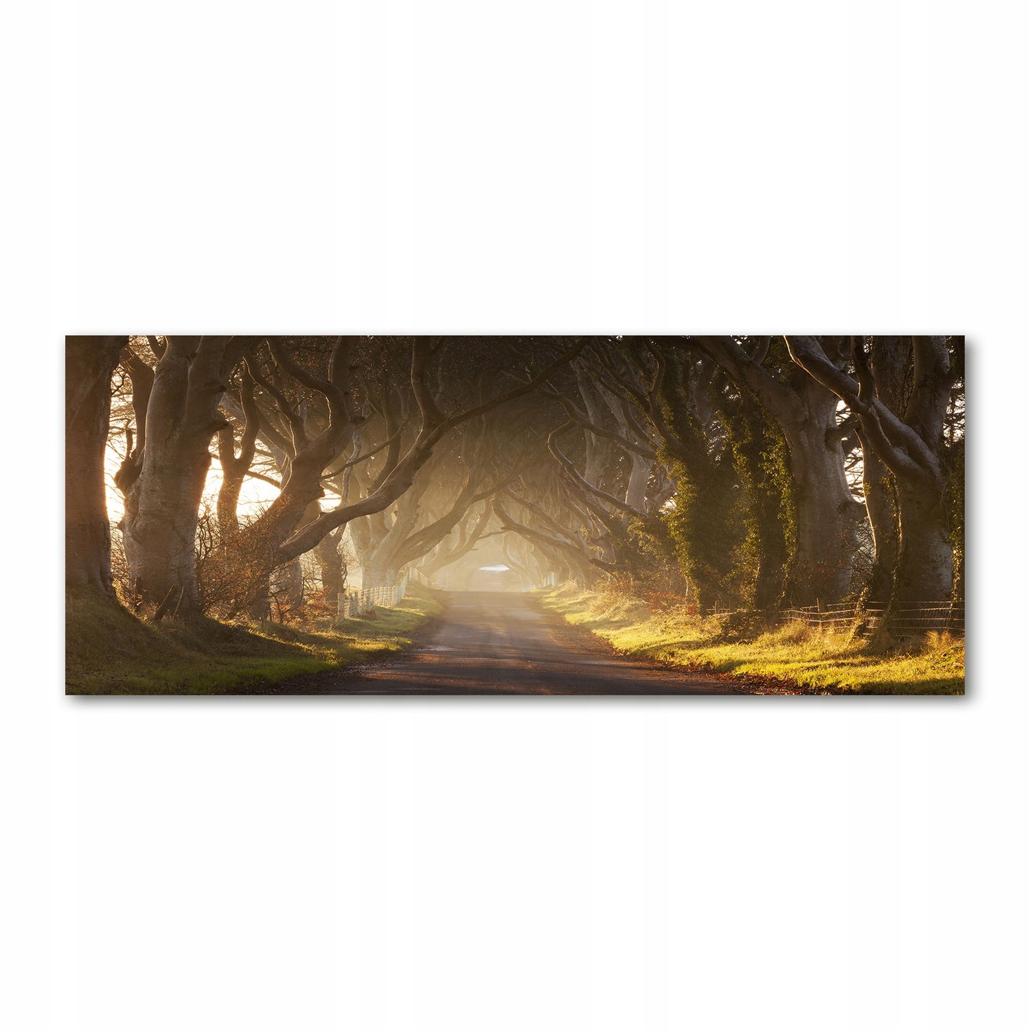 

Foto obraz akryl zdjęcie Mgła w lesie 125x50 cm
