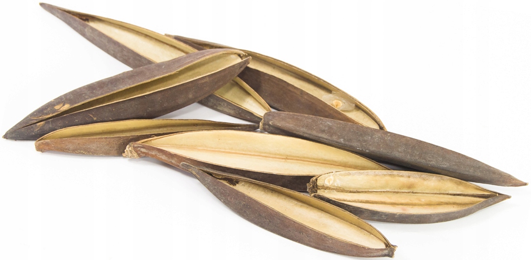 

20x Coco Boat Dekor Stroik Susz Do Dekoracji