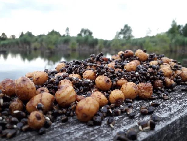 KONOPIE ZIARNO WĘDKARSKIE ZANĘTA 5KG Kod producenta Konopie