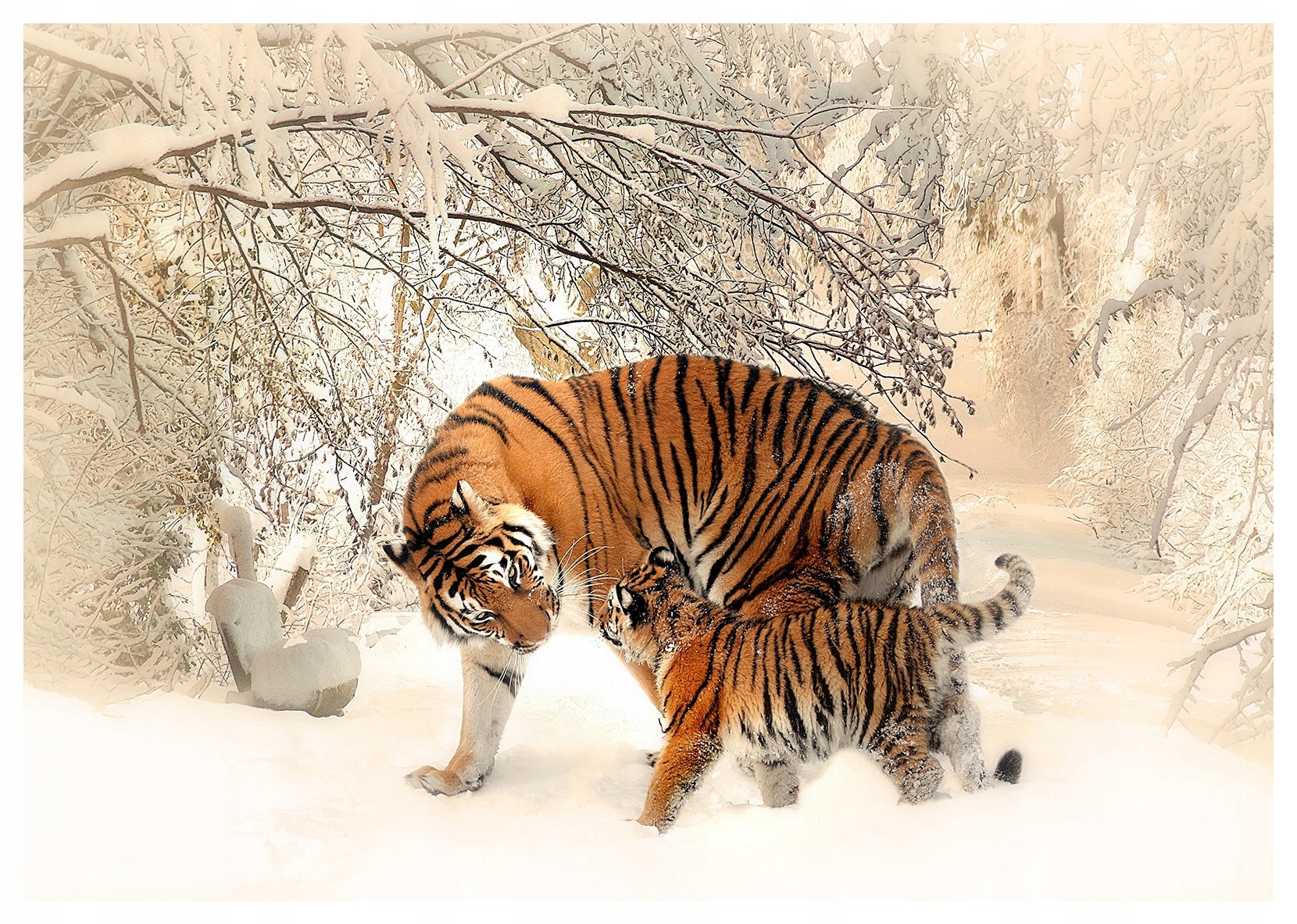 Vliesová fototapeta Tigre v zimnom lese 416x254 lepidlo