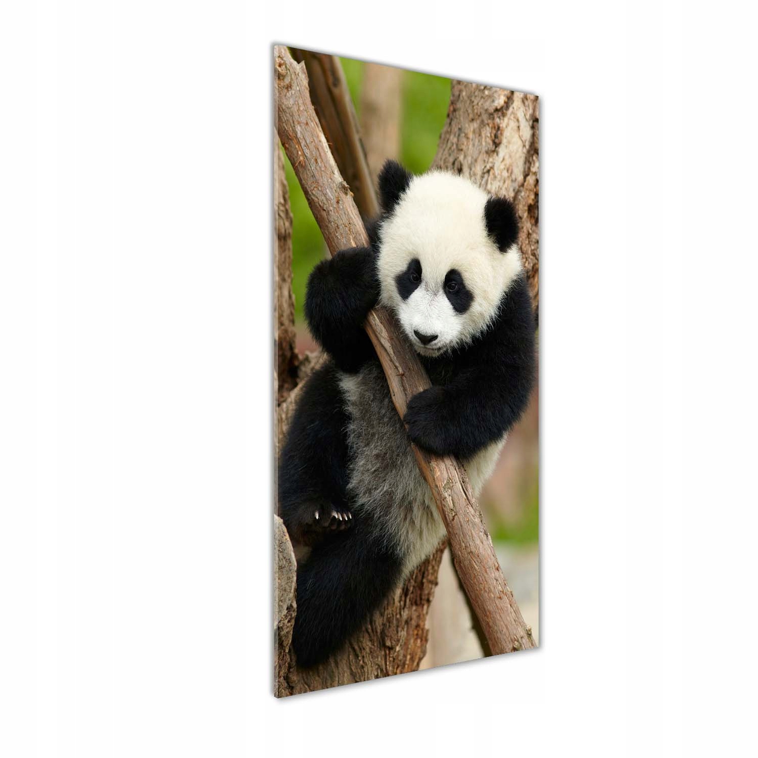 

Foto obraz szklany pionowy Panda na drzewie 50x125
