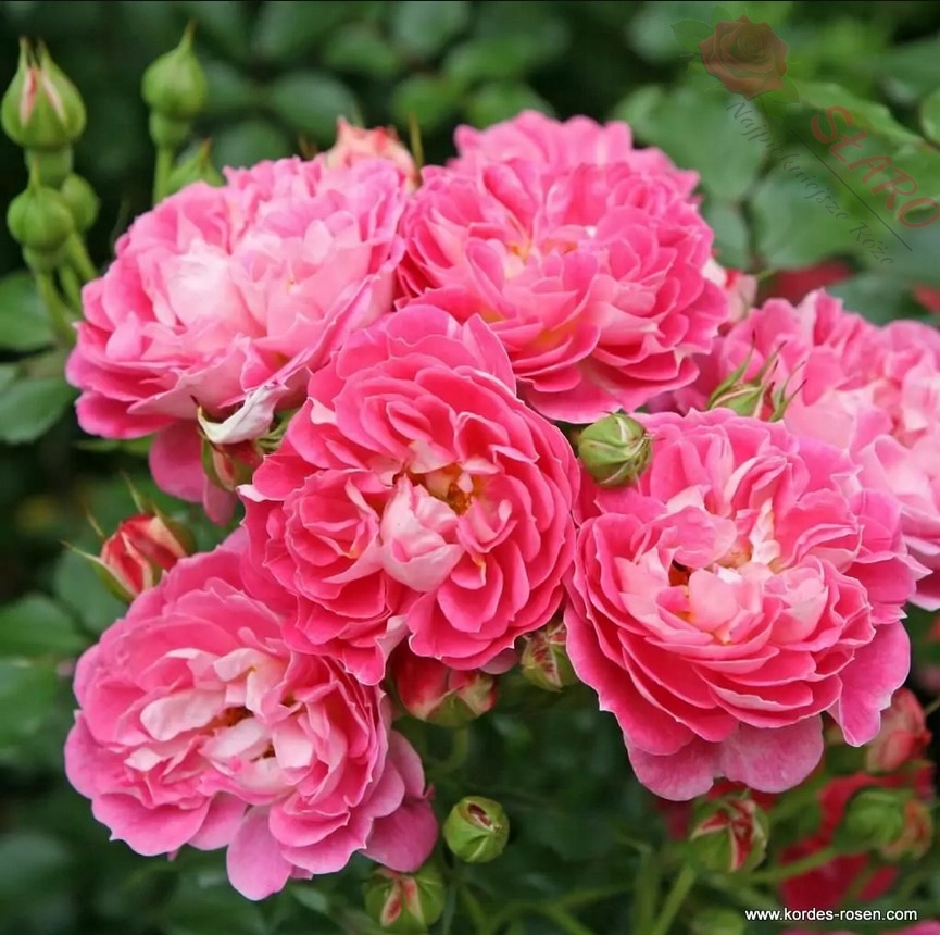 Charmant ADR - Róża miniaturowa ZDROWA OBFICIE KWITNĄCA KORDES DONICA 3L