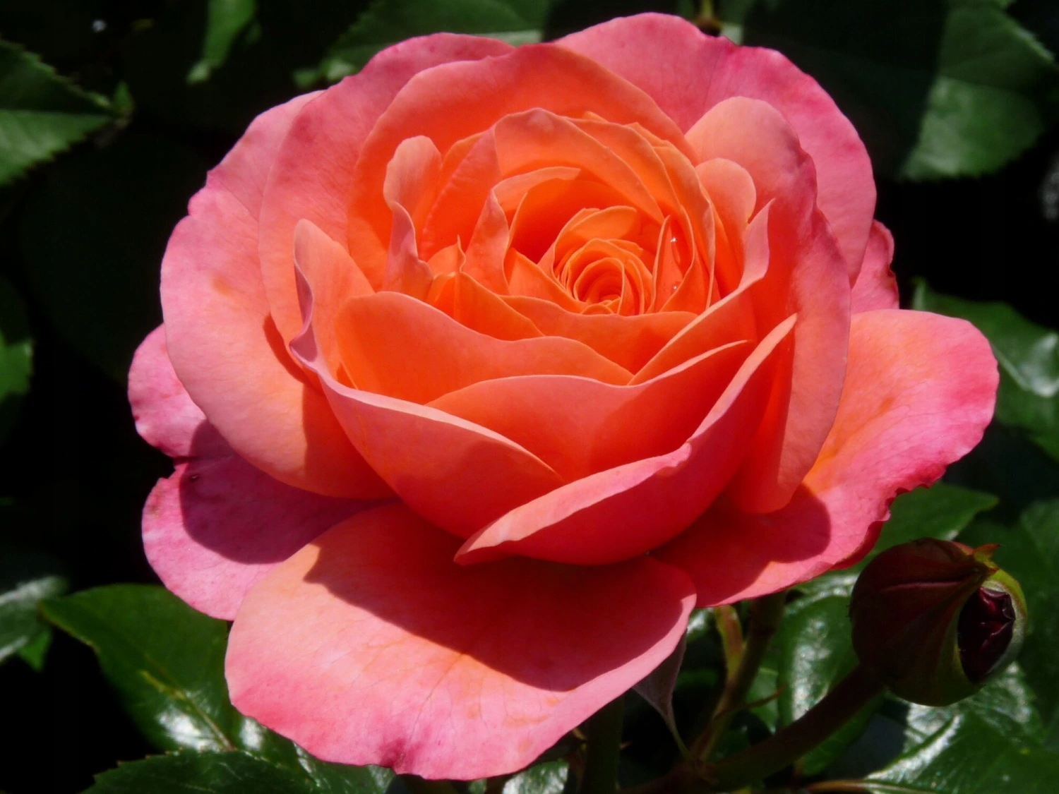 Róża Coral Lions-Rose (specjalne opakowanie)