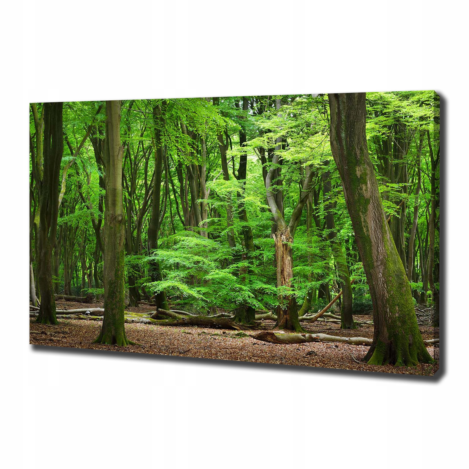 

Foto obraz na płótnie Holenderski las 100x70 cm