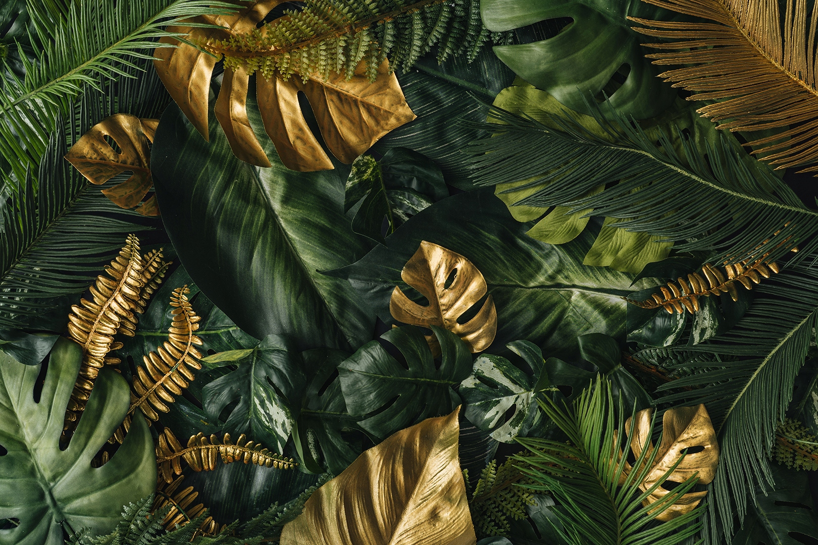 

Fototapeta Monstera Palma Liście M01 196x260
