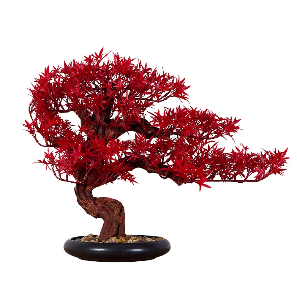 Izbová dekoratívna bonsai Javor (PN-6)