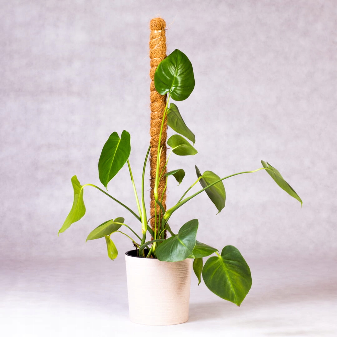 

Paliki kokosowe 50cm 32mm 3 sztuki