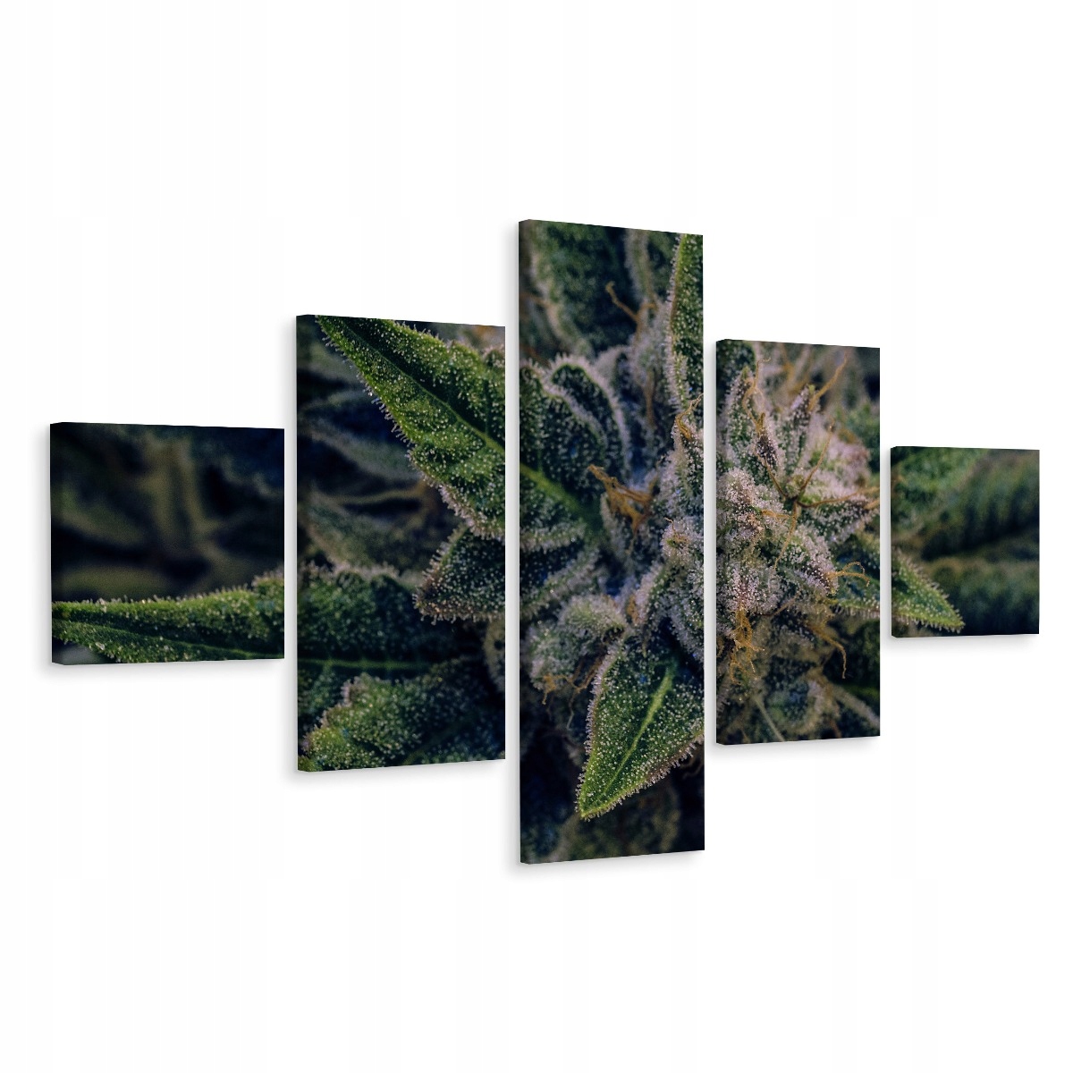 Obraz 5-Częściowy Konopia Roślina Cbd 3D 250x150