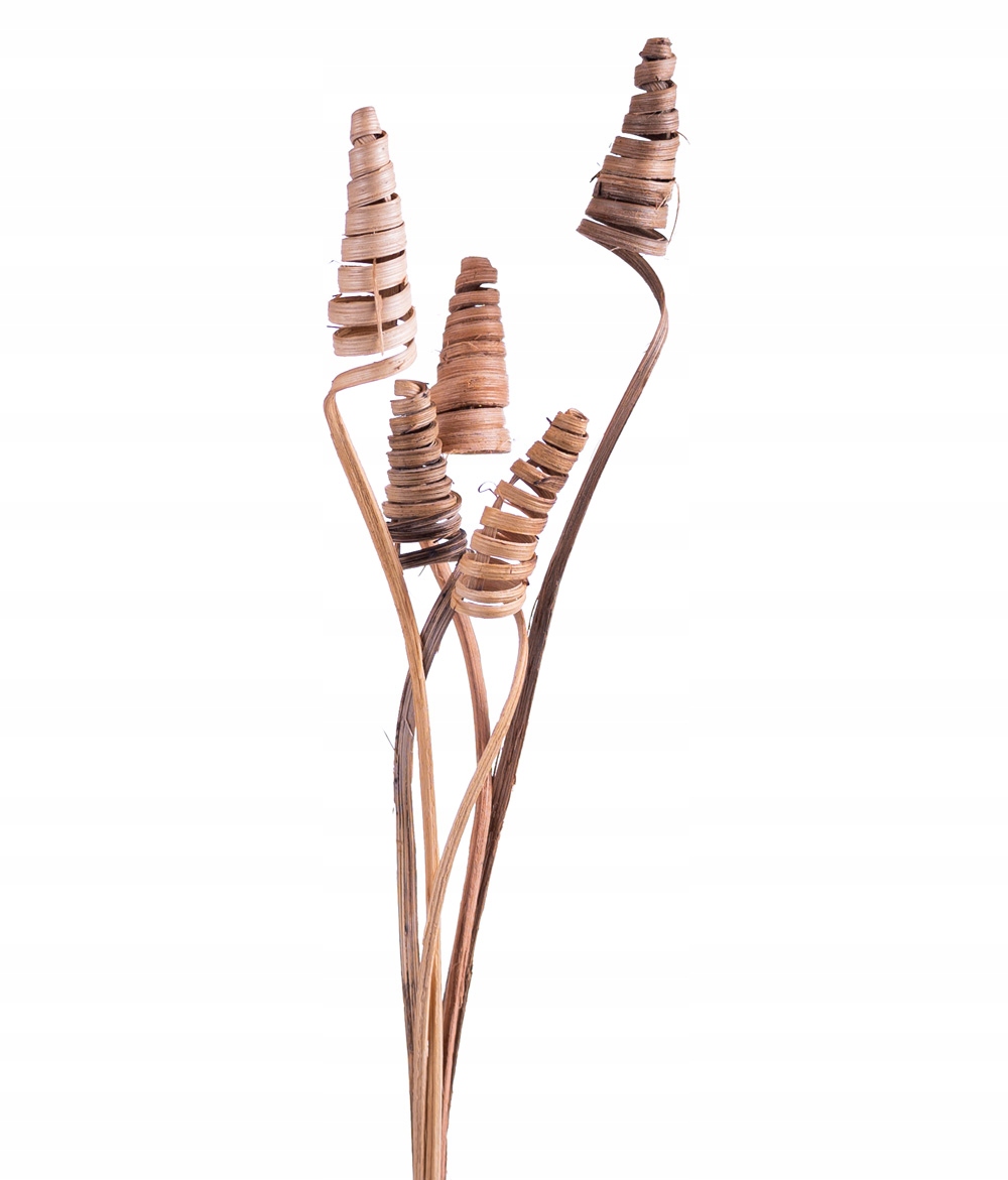 

Sprężynka mini Cane Cone 25cm natura 5 szt stroiki