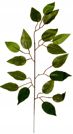 

Fikus Liść Woskowany, Zielony 60 cm