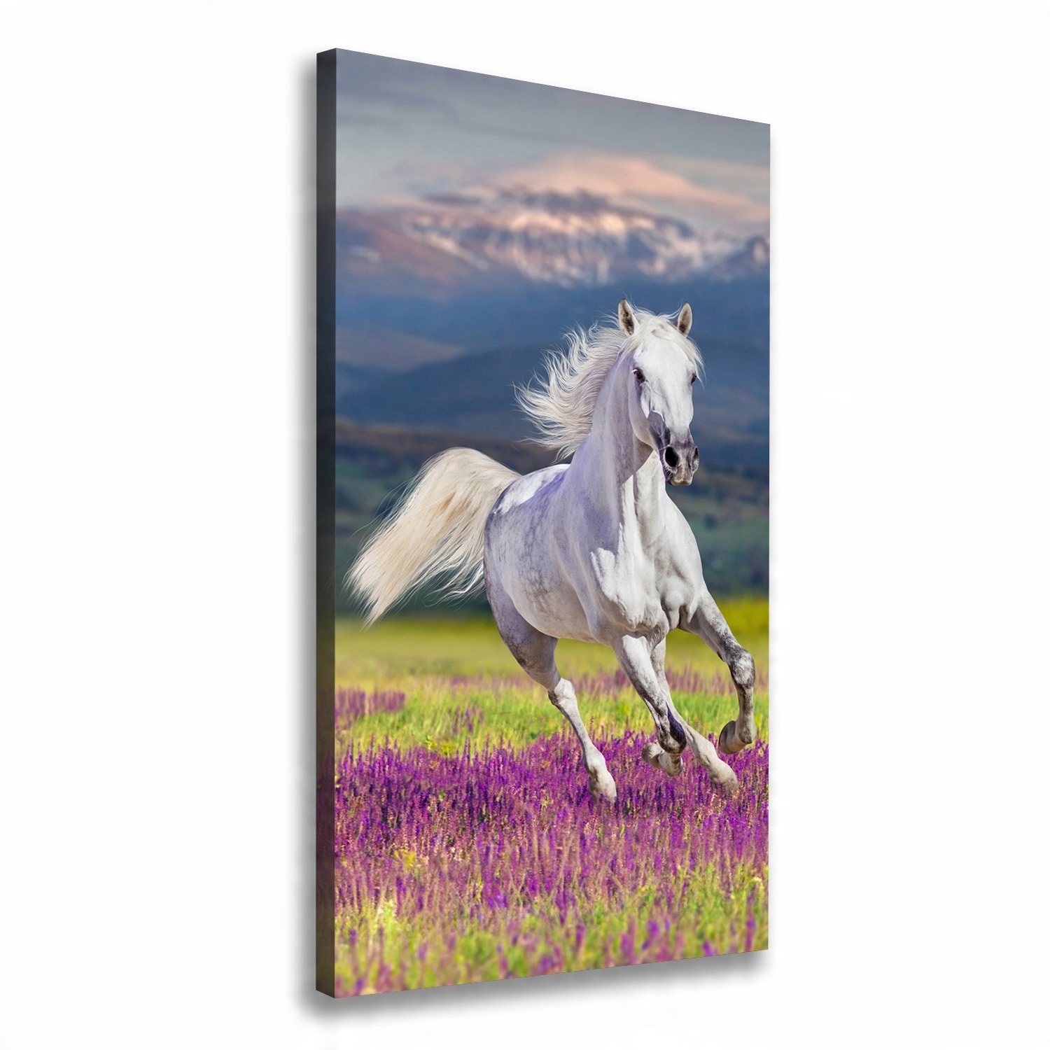 

Foto obraz na płótnie Biały koń w galopie 70x140cm