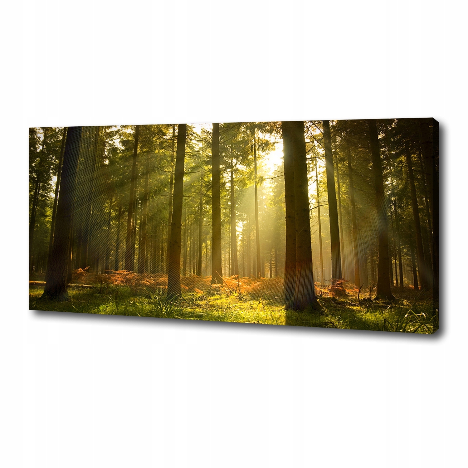 

Foto obraz duży na płótnie Las w słońcu 125x50 cm