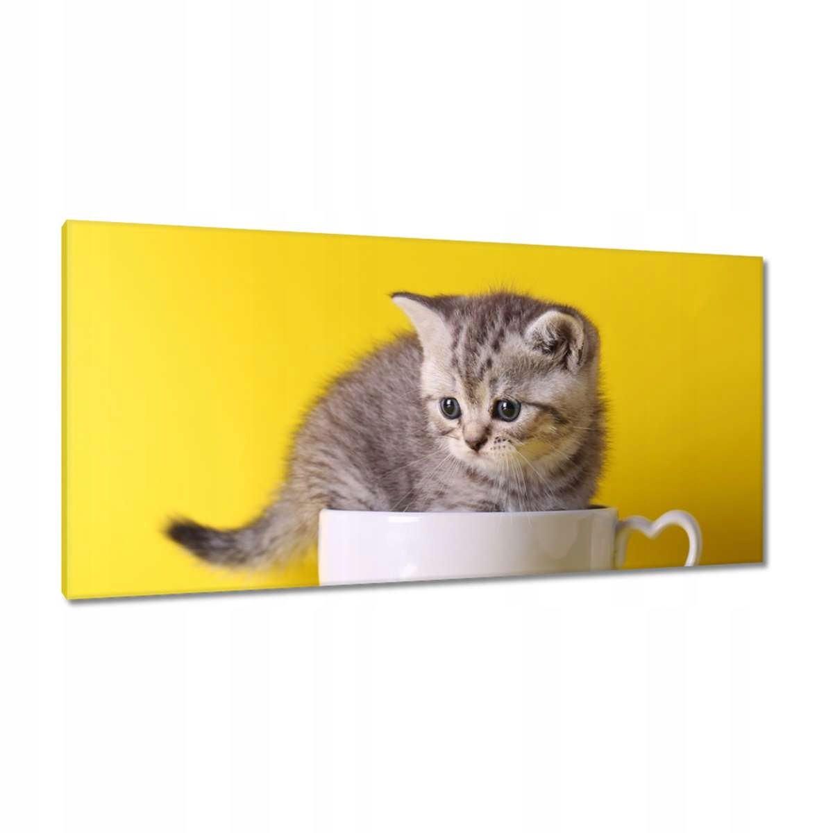 Obrazy 115x55 Kočka Kotě Kočky Kočka