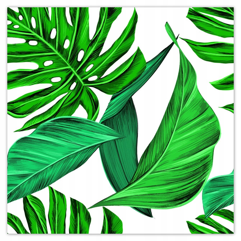 

Fototapety flizelina 312x312 Monstera Tropiki