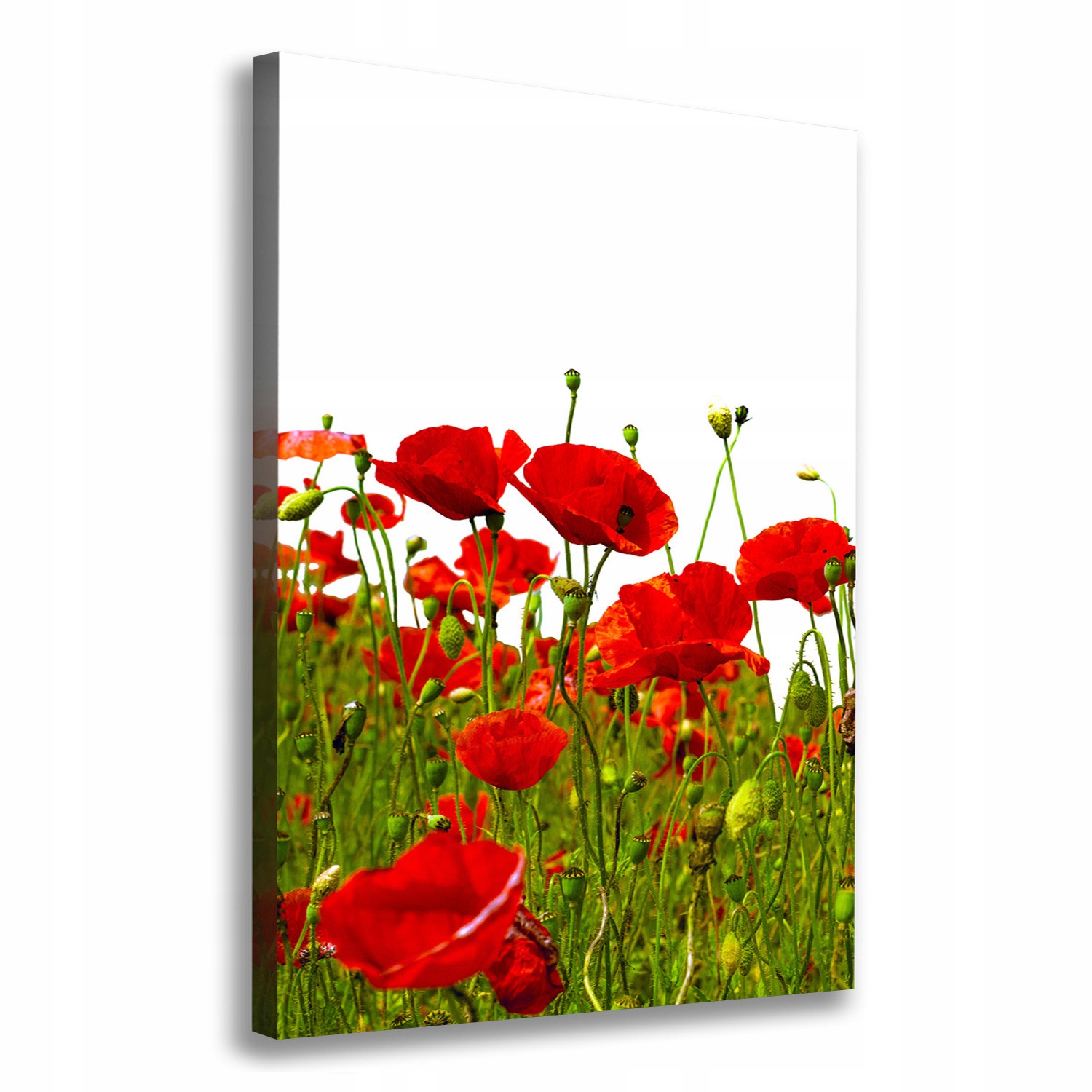 

Foto obraz na płótnie do salonu Pole maków 70x100