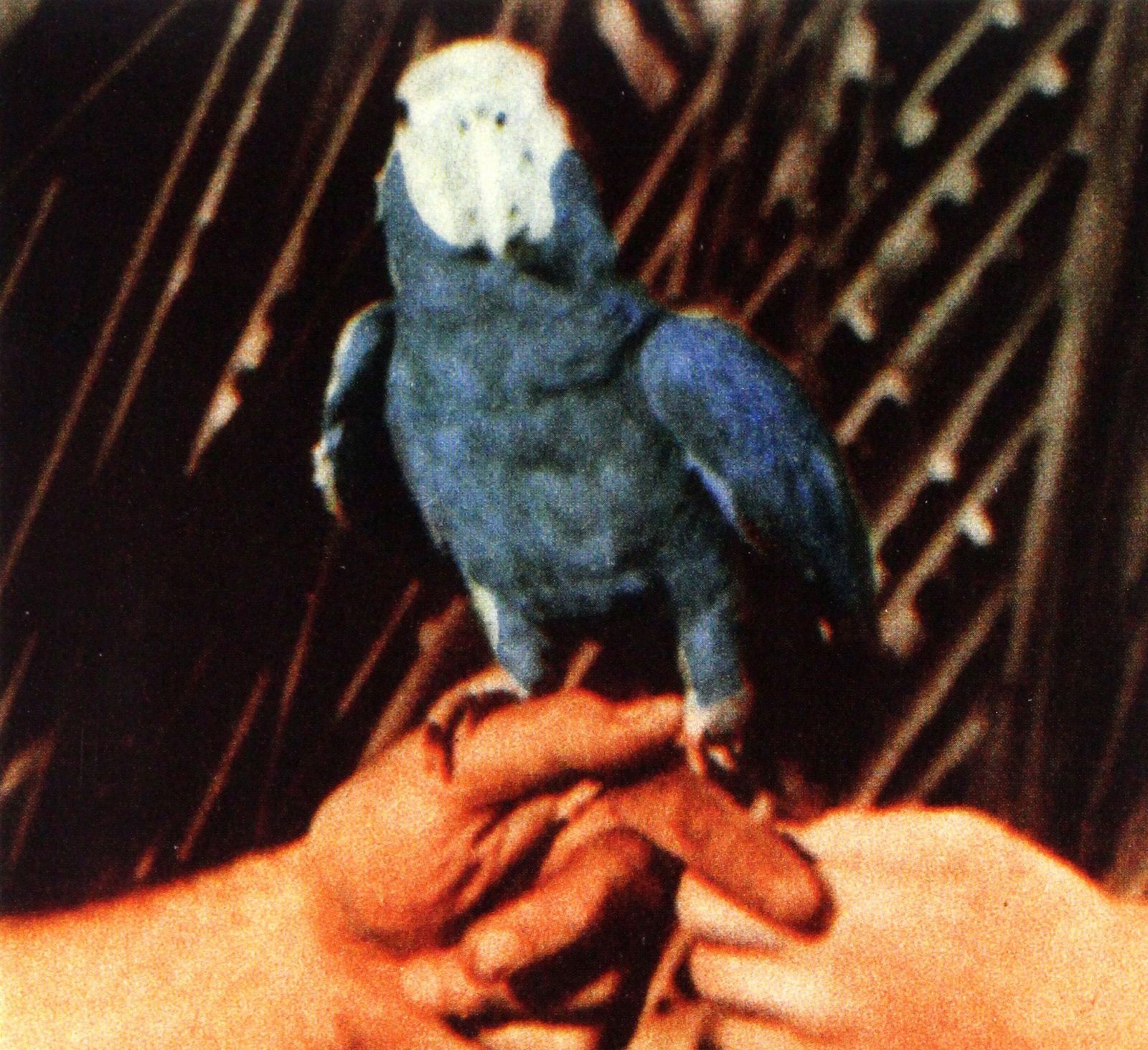 Andrew Bird: Are You Serious (CD)