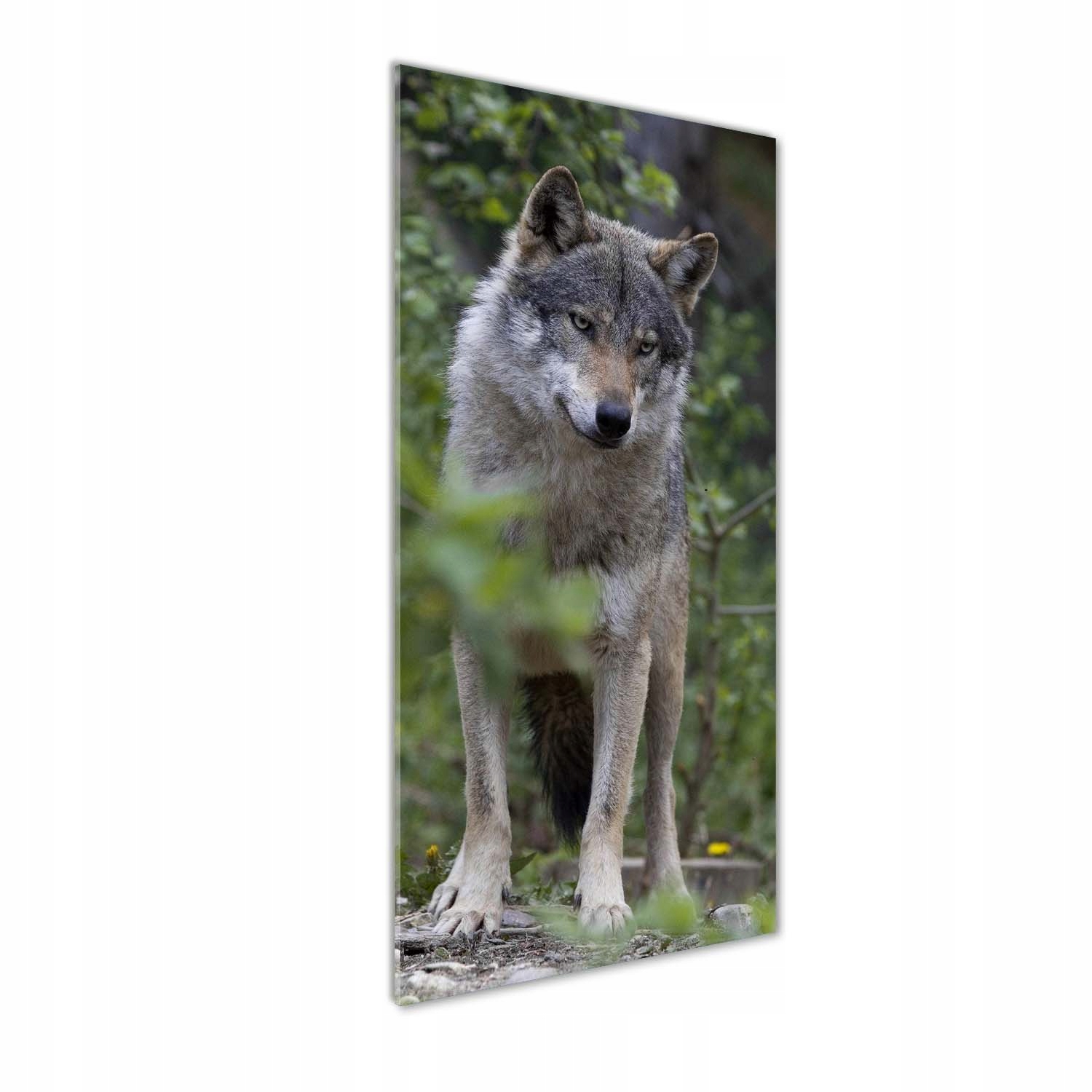 

Nowoczesny fotoobraz akrylowy Wilk w lesie 50x125