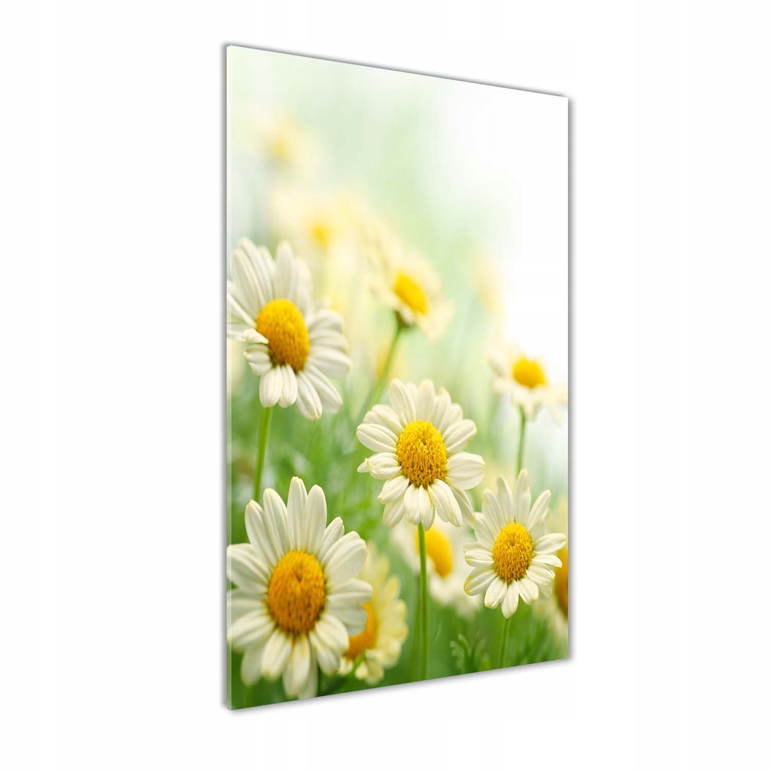 

Foto obraz akrylowy na ścianę Stokrotki 50x100cm