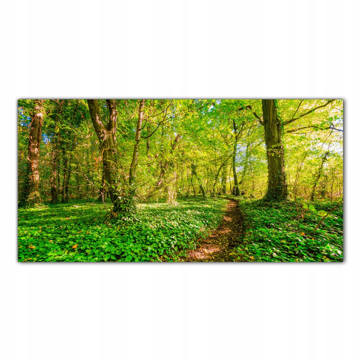 Les Příroda Stromy 140x70 Tvrzené sklo lacobel