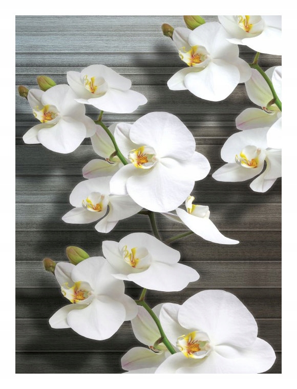 Vliesová fototapeta Bílé orchideje Jemnost v přiblížení 206x275 lepidlo