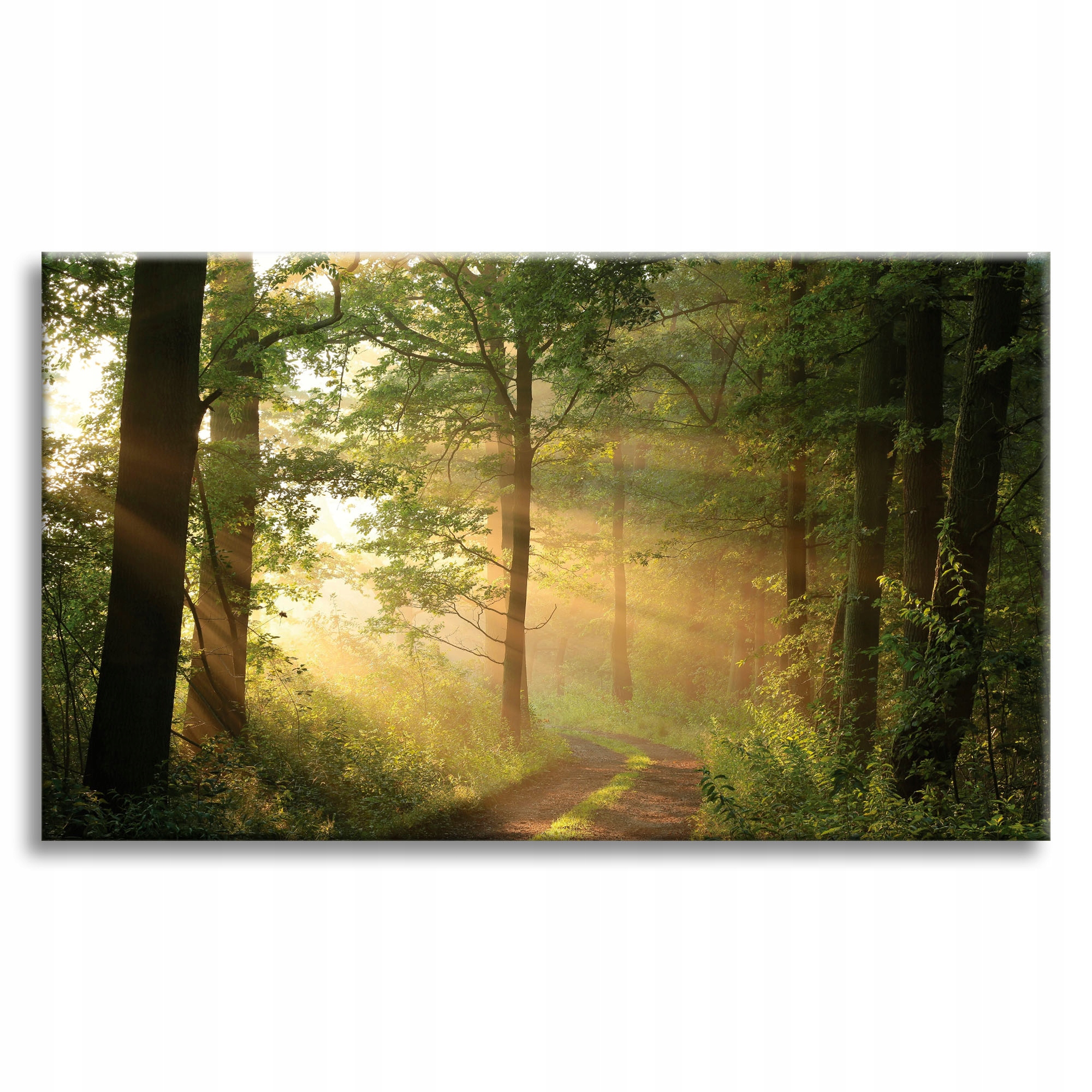 Obraz na plátně Světlo Slunce Les Stezka Příroda 90x60 cm