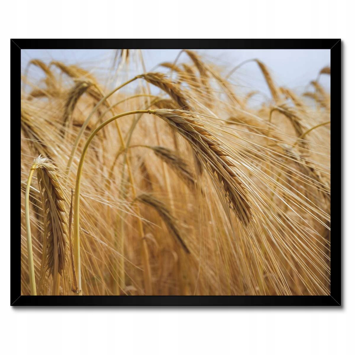 Plakáty v rámu 50x40 Klasy se zrny Obilí