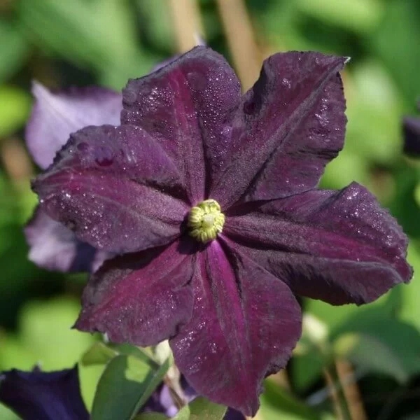Clematis Romantica w P9/C1
