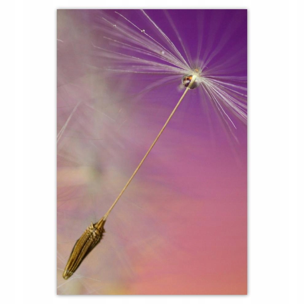 

Plakat 62x93 Dmuchawiec Kwiat Kwiatki