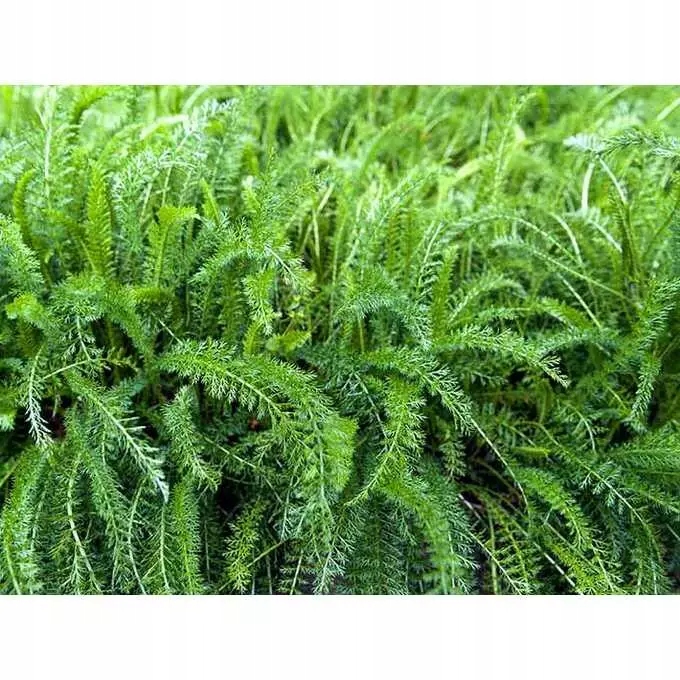 Roundup 360SL Plus 1l herbicyd totalny randap perz Producent Bayer