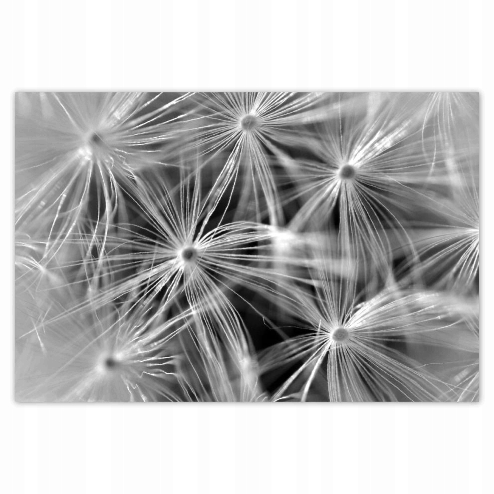 

Plakat 93x62 Dmuchawiec Kwiat Kwiatki