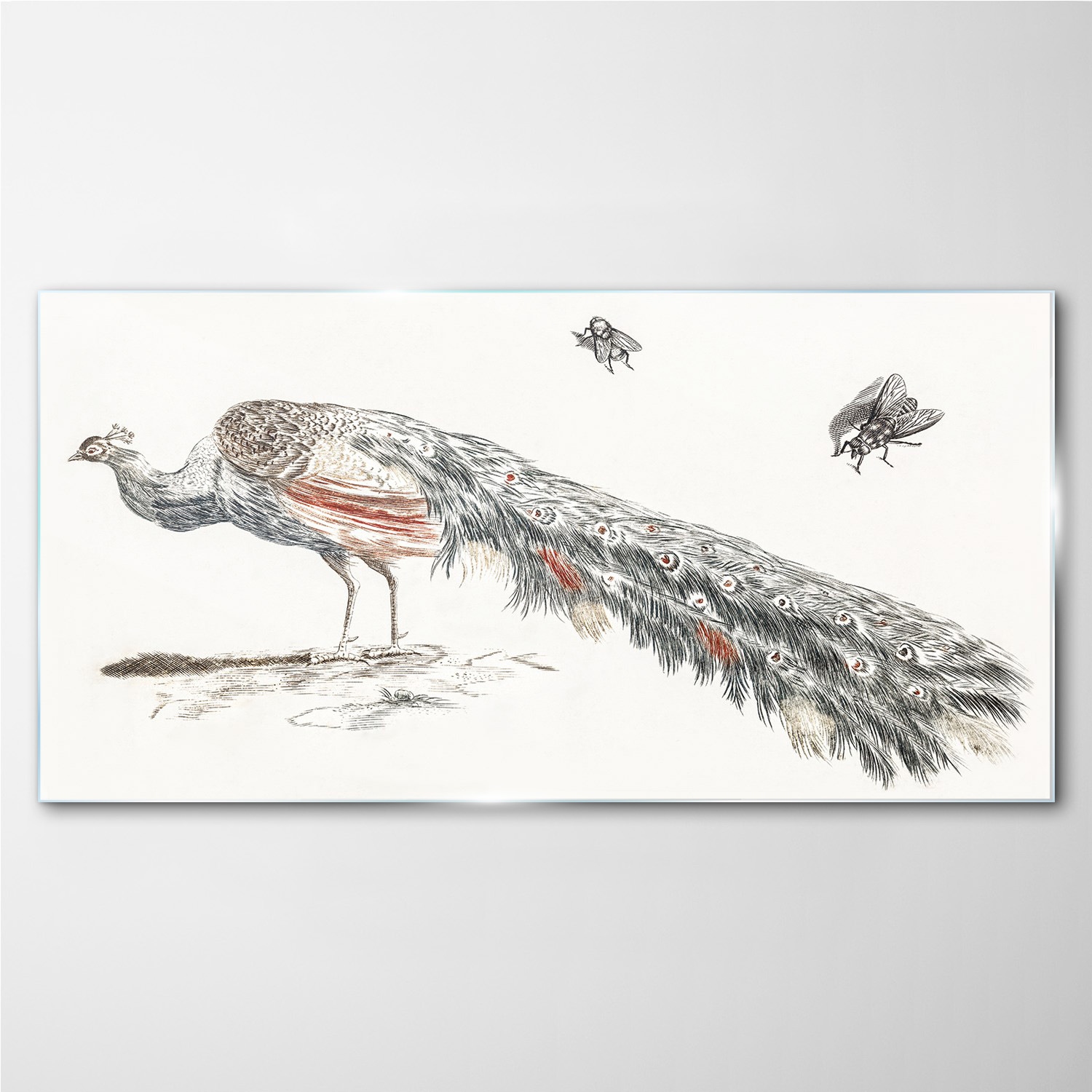

Obraz szklany Zwierzę ptak paw muchy 100x50 cm