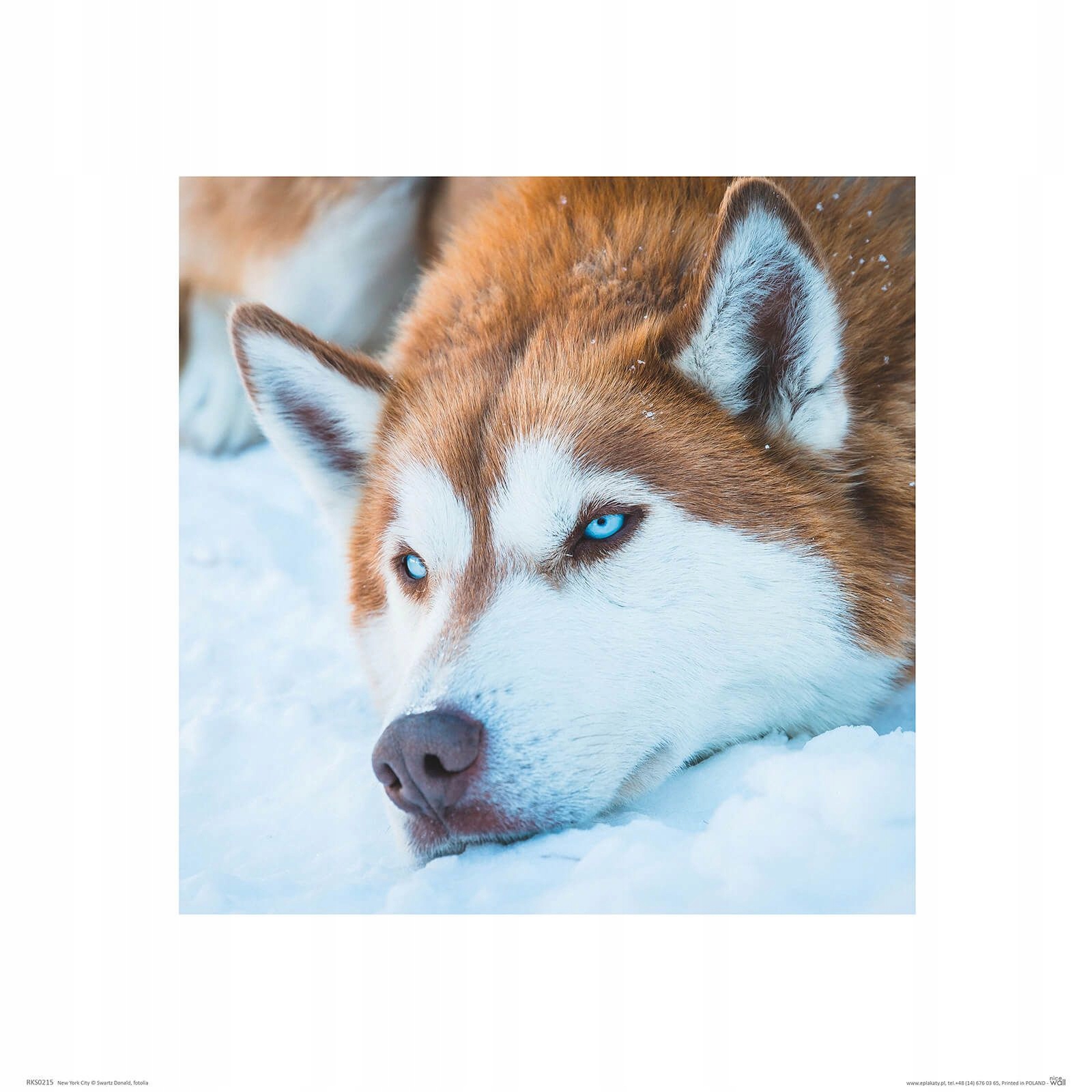 

Rudy Husky reprodukcja plakat na ścianę 40x40 cm