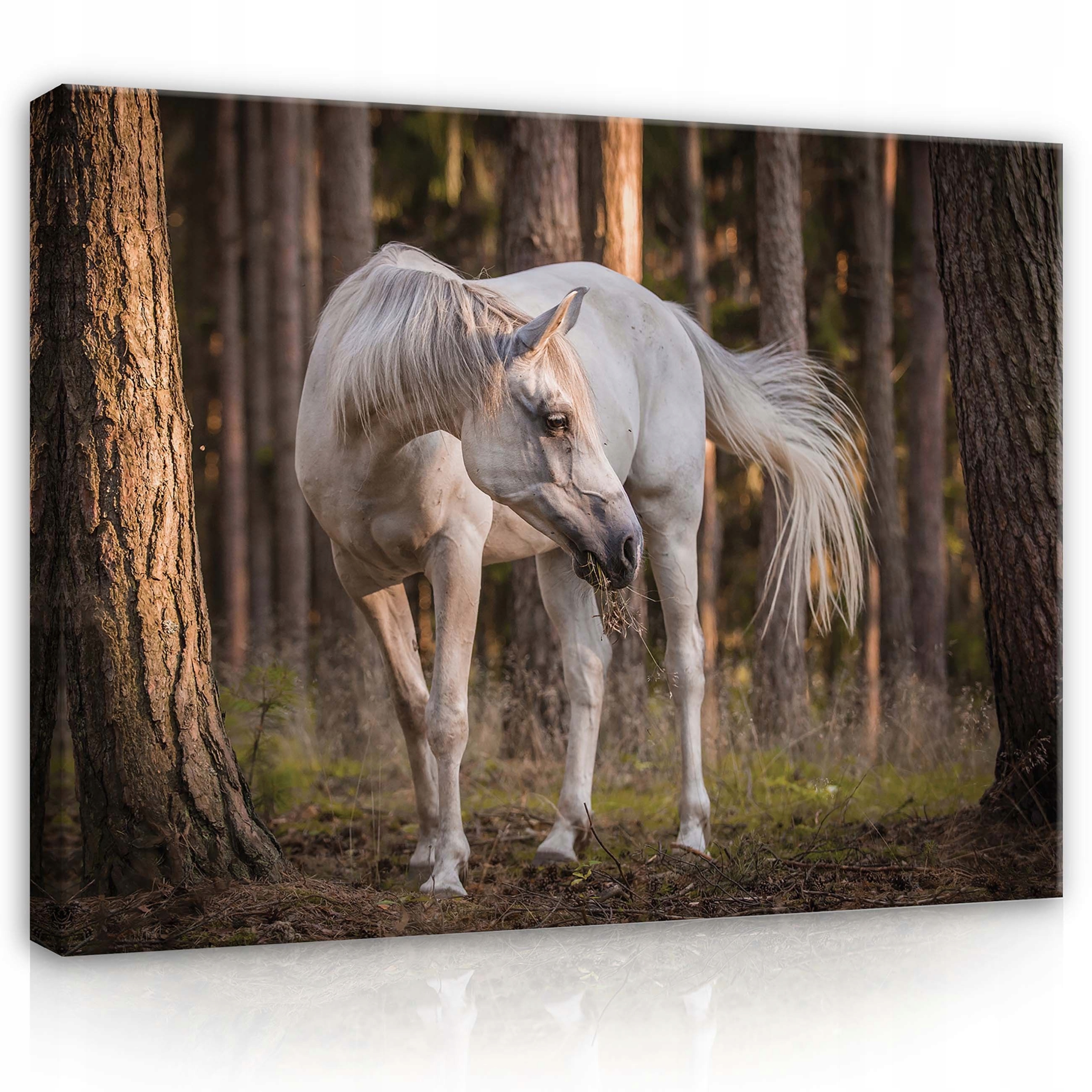 Obraz 100x75 Bílý arabský kůň les příroda klid síla krása