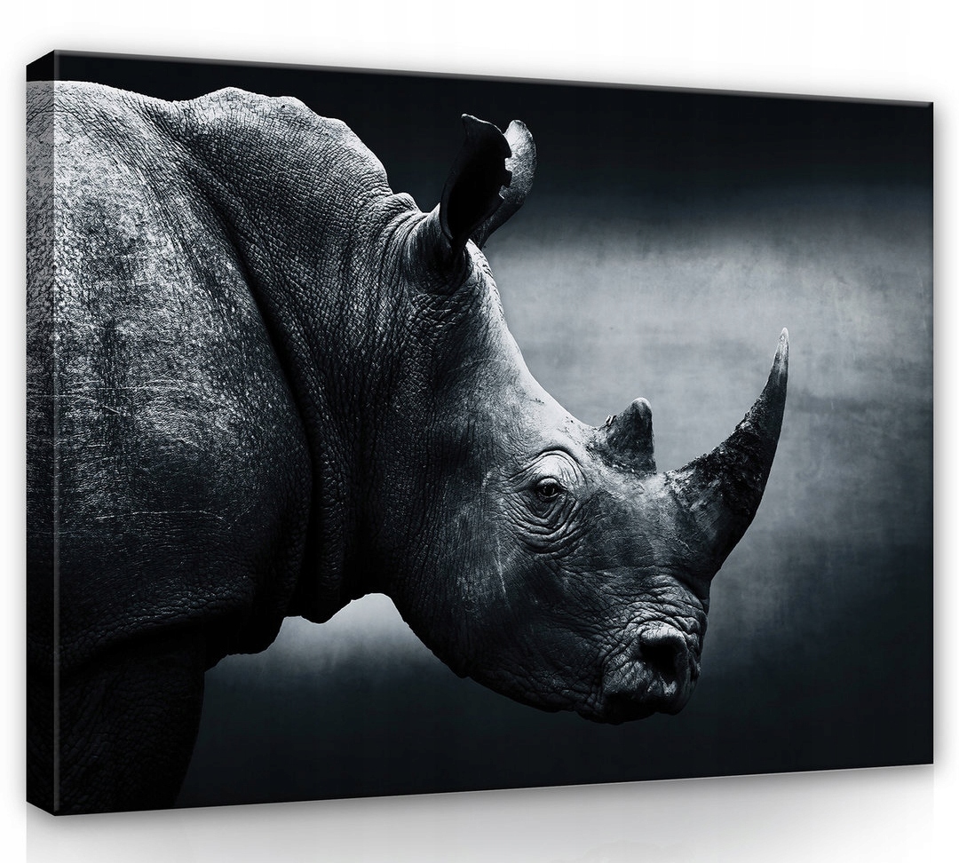 Obraz Na Plátně Canvas 80x60 Nosorožec