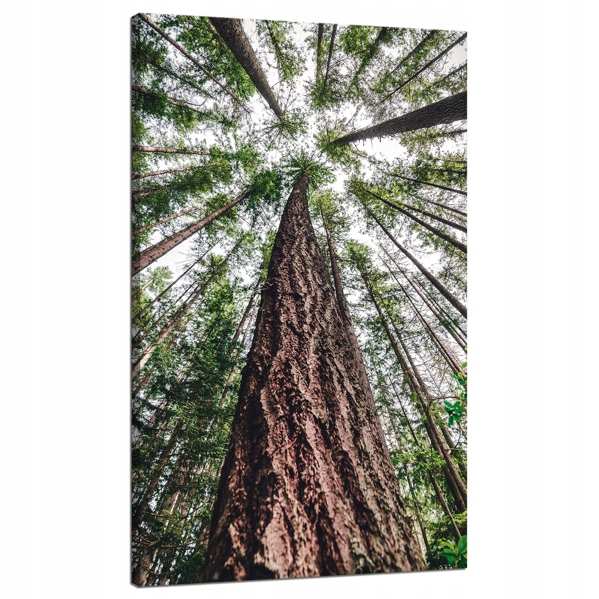 Obraz na plátně Stromy Nebe Příroda Umění 70x120 cm