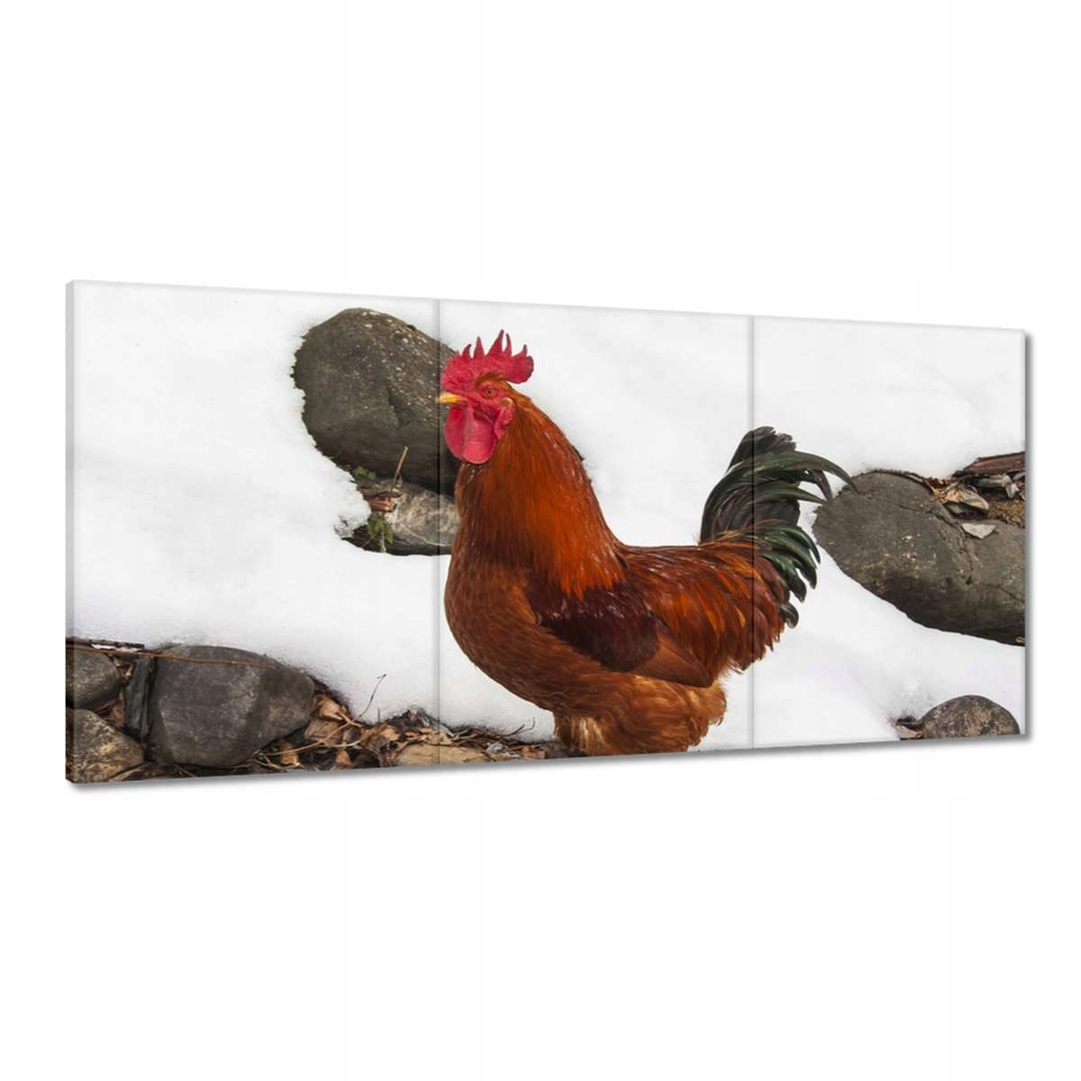 Obrazy 180x90 Kohút Skutočný bojovník