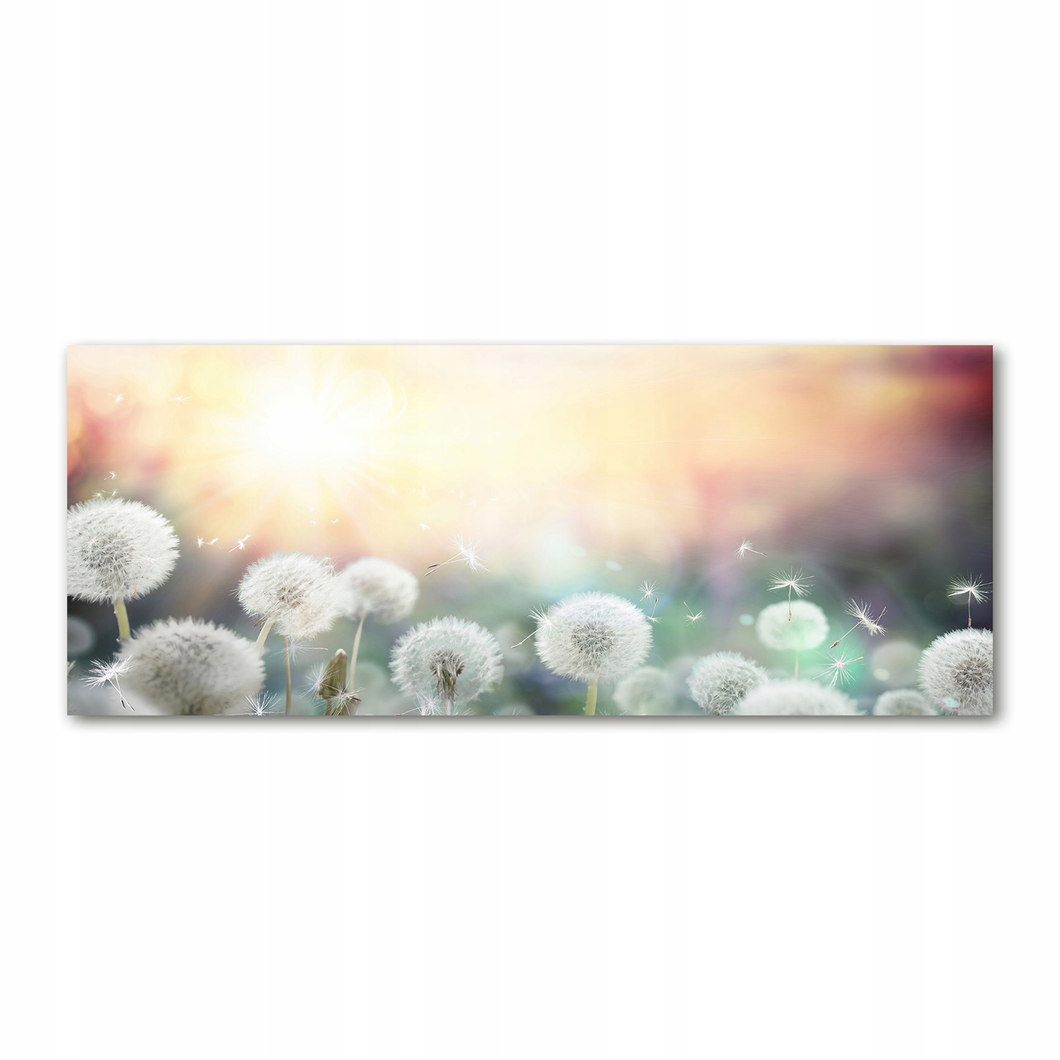 

Foto obraz akryl zdjęcie Pole dmuchawców 125x50 cm